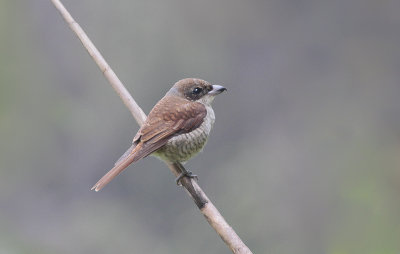 Brown Shrike - Bruine Klauwier