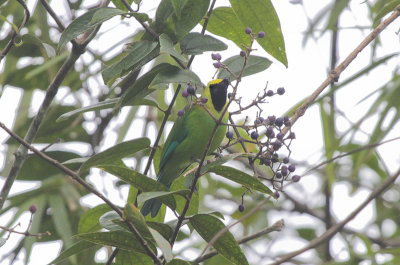Blue-winged Leafbird - Blauwvleugelbladvogel