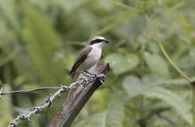 Brown Shrike - Bruine Klauwier