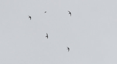 Pacific Swift - Siberische Gierzwaluw