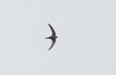 Pacific Swift - Siberische Gierzwaluw