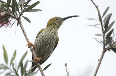 Streaked Spiderhunter - Gestreepte Spinnenjager