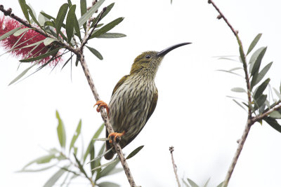 Streaked Spiderhunter - Gestreepte Spinnenjager