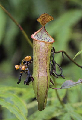Nepenthes