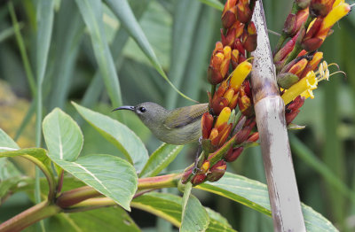 Black-throated Sunbird - Zwartkeelhoningzuiger