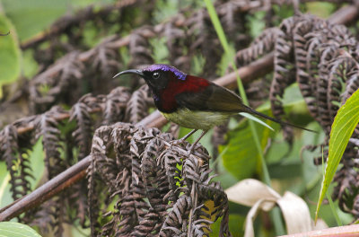 Black-throated Sunbird - Zwartkeelhoningzuiger