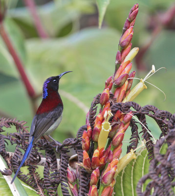 Black-throated Sunbird - Zwartkeelhoningzuiger