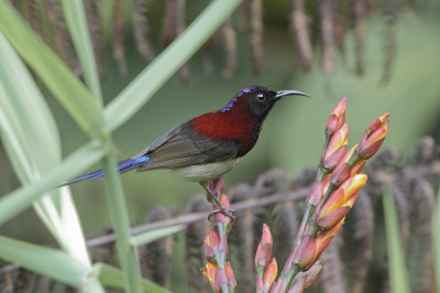 Black-throated Sunbird - Zwartkeelhoningzuiger