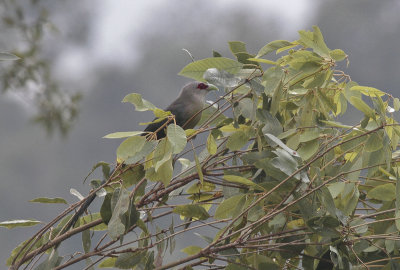 Green-billed Malkoha - Grote Groensnavelmalkoha