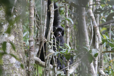 Siamang - Siamang