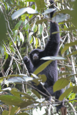 Siamang - Siamang