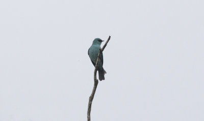 Verditer Flycatcher - Azuurvliegenvanger