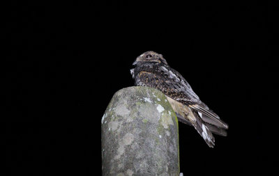Grey Nightjar - Oerwoudnachtzwaluw