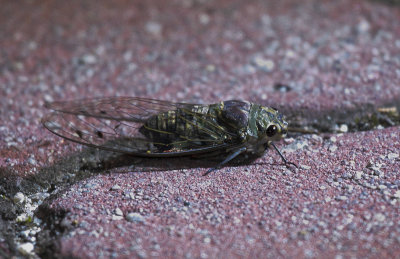 Auchenorrhyncha