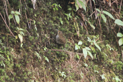 Pygmy Wren-Babbler - Mostsluiptimalia