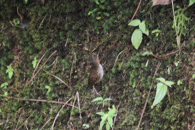 Pygmy Wren-Babbler - Mostsluiptimalia