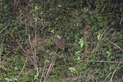 Pygmy Wren-Babbler - Mostsluiptimalia