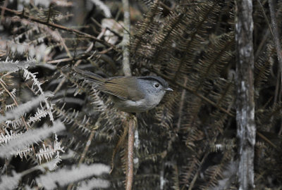Mountain Fulvetta - Maleise Nontimalia
