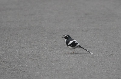 Slaty-backed Forktail - Grijsmantelvorkstaart