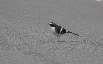 Slaty-backed Forktail - Grijsmantelvorkstaart