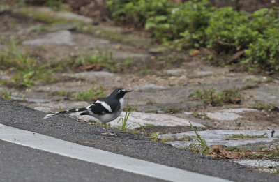 Slaty-backed Forktail - Grijsmantelvorkstaart
