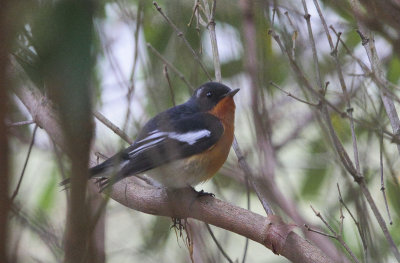 Mugimakiflycatcher - Mugimakivliegenvanger