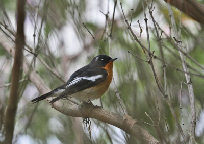 Mugimakiflycatcher - Mugimakivliegenvanger