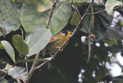 Silver-eared Mesia - Zilveroortimalia