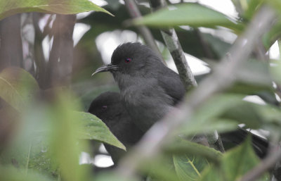 Long-tailed Sibia - Langstaartsibia
