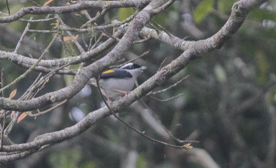 Blyth's Shrike-babbler - Blyths Klauwiertimalia