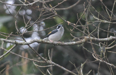 Blyth's Shrike-babbler - Blyths Klauwiertimalia