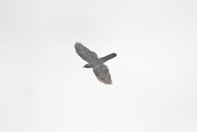 Dark Hawk-Cuckoo - Bocks Sperwerkoekoek