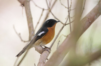 Mugimakiflycatcher - Mugimakivliegenvanger