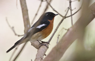Mugimakiflycatcher - Mugimakivliegenvanger