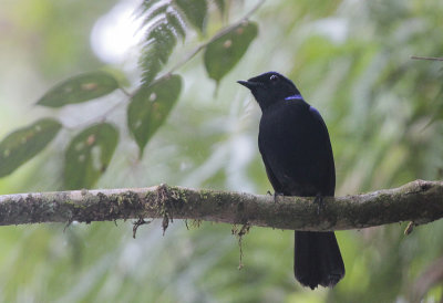 Large Niltava - Grote Niltava