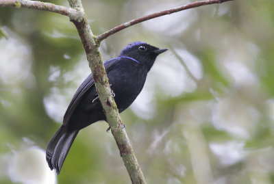 Large Niltava - Grote Niltava