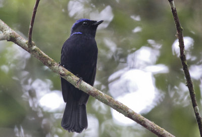Large Niltava - Grote Niltava