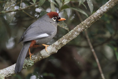 Chestnut-capped Laughingthrush - Spiegellijstergaai