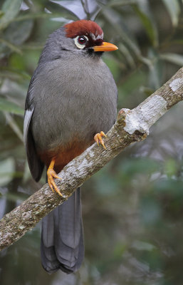 Chestnut-capped Laughingthrush - Spiegellijstergaai