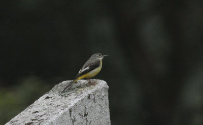 Grey Wagtail - Grote Gele Kwikstaart