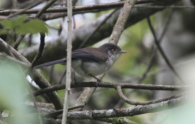 Blue-winged Minla - Blauwvleugelminla