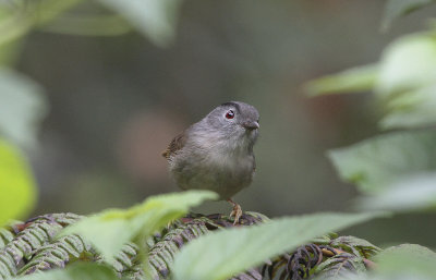 Mountain Fulvetta - Maleise Nontimalia