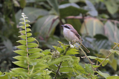 Brown Shrike - Bruine Klauwier