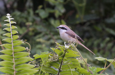Brown Shrike - Bruine Klauwier