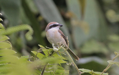 Brown Shrike - Bruine Klauwier