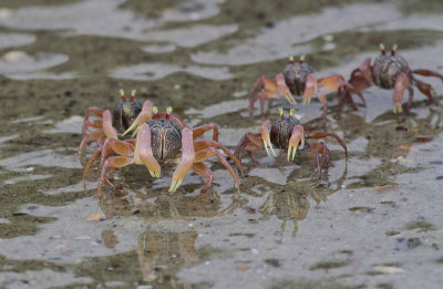 Soldier Crab - Soldaatkrab