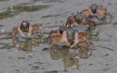 Soldier Crab - Soldaatkrab