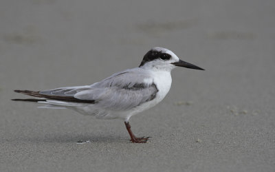 Little Tern - Dwergstern