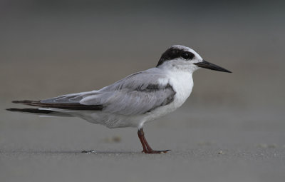 Little Tern - Dwergstern