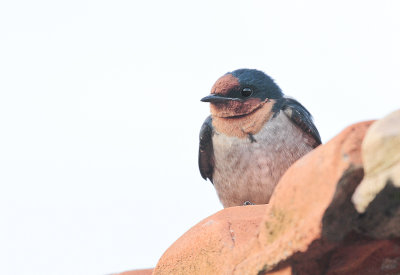 Pacific Swallow - Zuidzeezwaluw